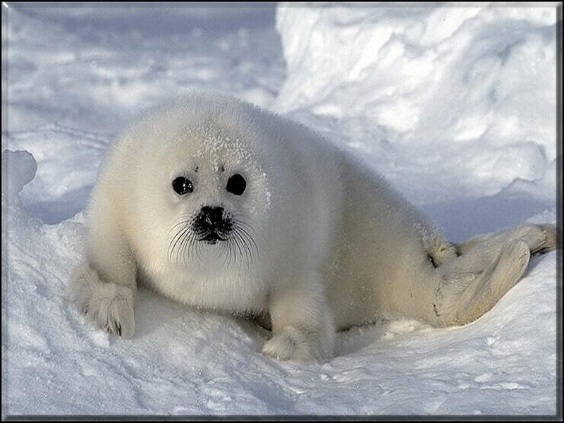 Harp Seal pup (Phoca groenlandica) {!--그린랜드물범(하프물범)-->; DISPLAY FULL IMAGE.