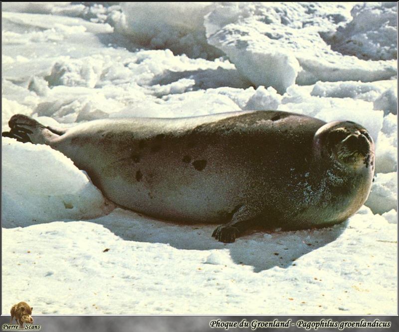 Harp Seal (Phoca groenlandica) {!--그린랜드물범(하프물범)-->; DISPLAY FULL IMAGE.