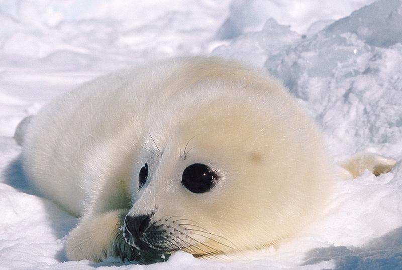 Harp Seal pup (Phoca groenlandica) {!--그린랜드물범(하프물범)-->; DISPLAY FULL IMAGE.