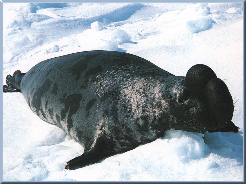 Hooded Seal (Cystophora cristata) {!--두건바다표범-->; DISPLAY FULL IMAGE.