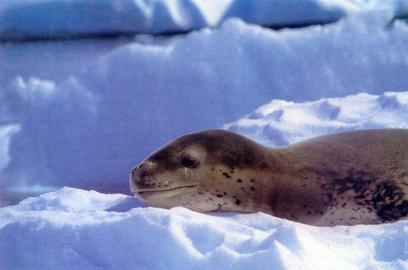 Leopard Seal (Hydrurga leptonyx) {!--얼룩바다표범-->; DISPLAY FULL IMAGE.