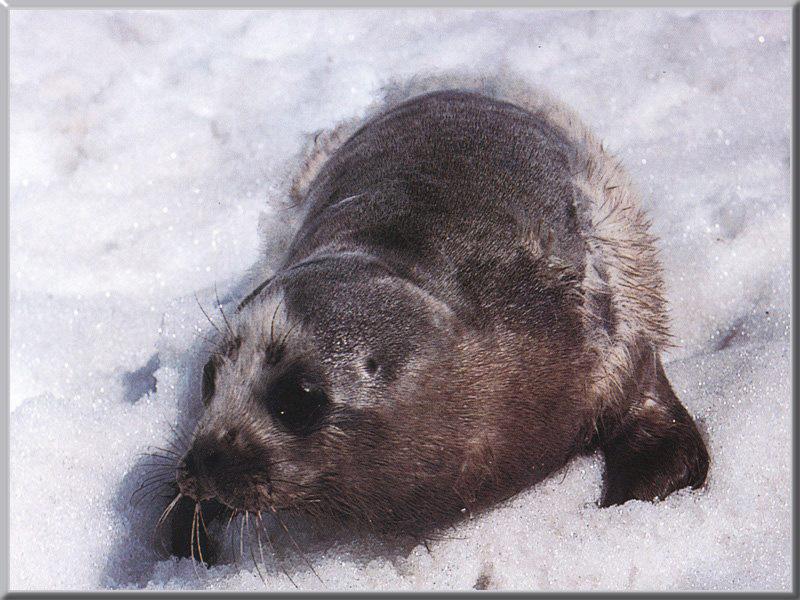 Ribbon Seal (Phoca fasciata) {!--흰띠박이물범-->; DISPLAY FULL IMAGE.