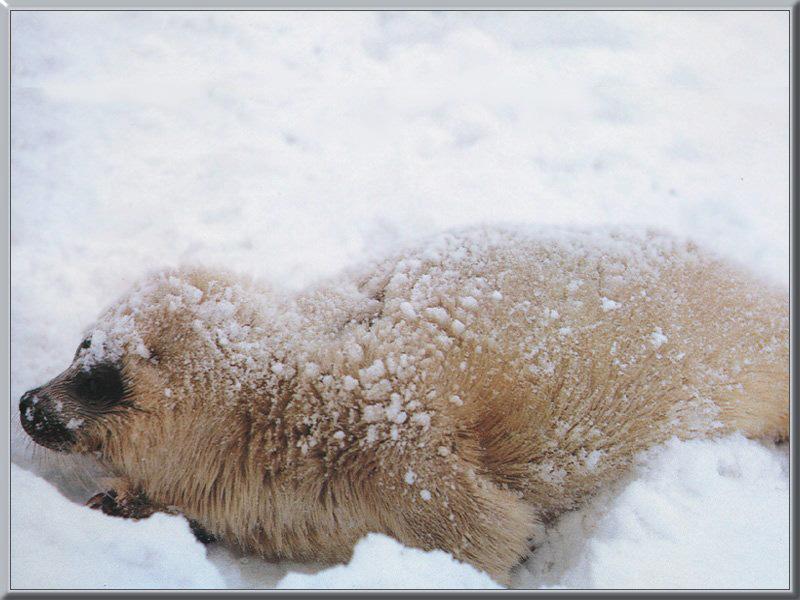 Ringed Seal pup (Phoca hispida) {!--고리무늬물범(반달바다표범)-->; DISPLAY FULL IMAGE.