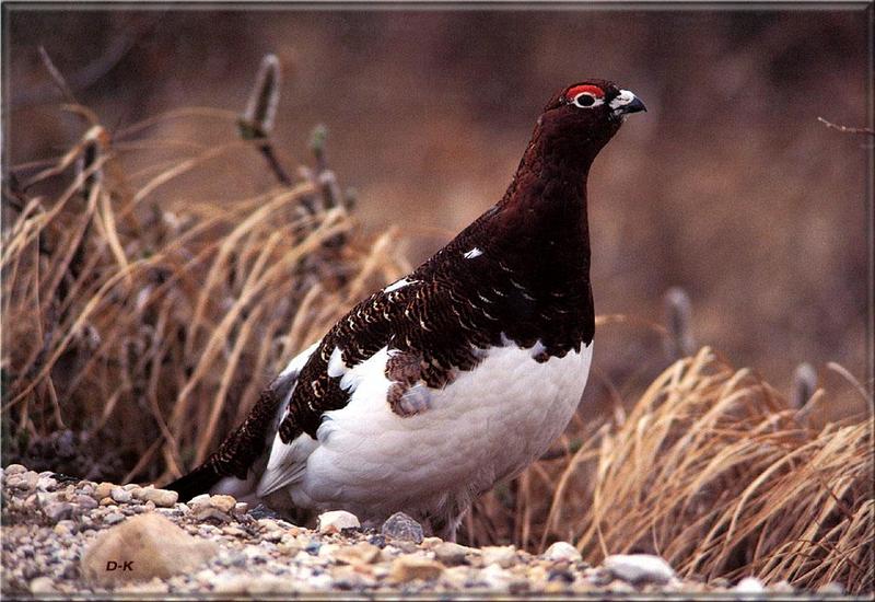 Ptarmigan (Lagopus sp.) {!--뇌조속(雷鳥屬)-->; DISPLAY FULL IMAGE.