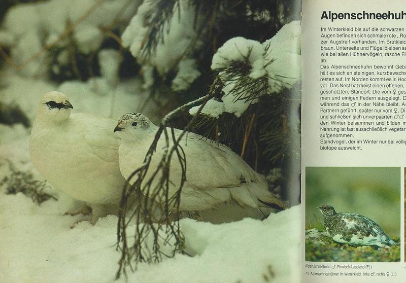 Rock Ptarmigan (Lagopus mutus) {!--바위뇌조(--雷鳥)-->; DISPLAY FULL IMAGE.