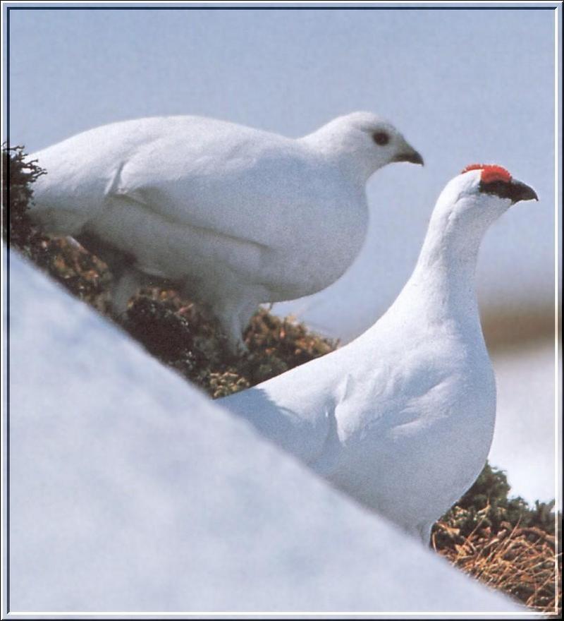 Rock Ptarmigan (Lagopus mutus) {!--바위뇌조(--雷鳥)-->; DISPLAY FULL IMAGE.