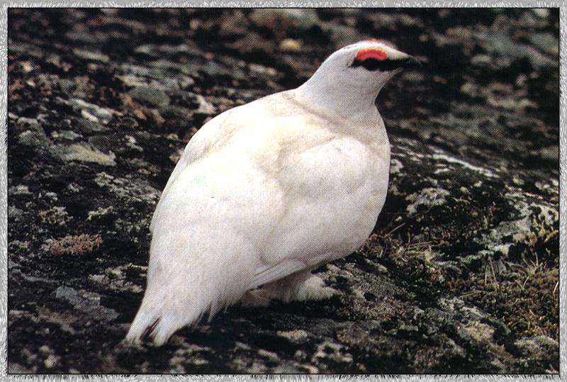 Rock Ptarmigan (Lagopus mutus) {!--바위뇌조(--雷鳥)-->; DISPLAY FULL IMAGE.