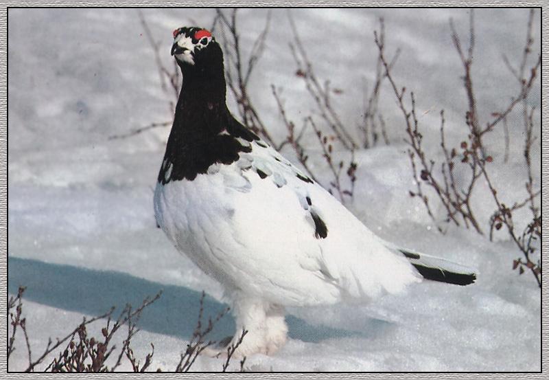 Willow Ptarmigan (Lagopus lagopus) {!--사할린뇌조(---雷鳥),늪뇌조-->; DISPLAY FULL IMAGE.