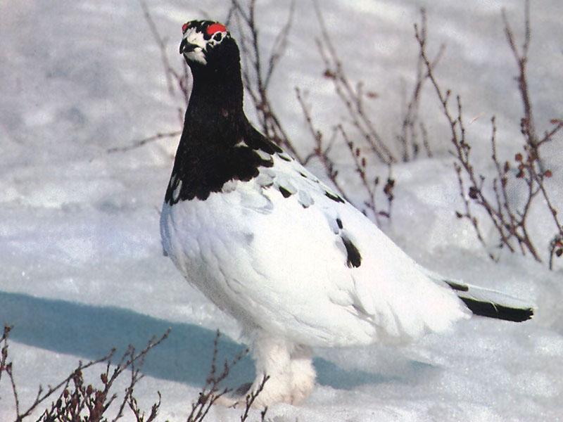 Willow Ptarmigan (Lagopus lagopus) {!--사할린뇌조(---雷鳥),늪뇌조-->; DISPLAY FULL IMAGE.