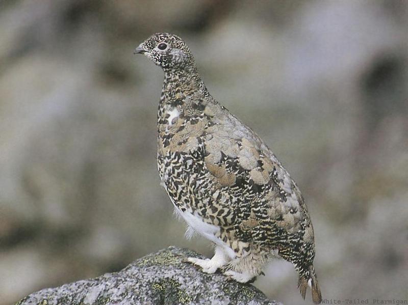 White-tailed Ptarmigan (Lagopus leucurus) {!--흰꼬리뇌조(---雷鳥)-->; DISPLAY FULL IMAGE.