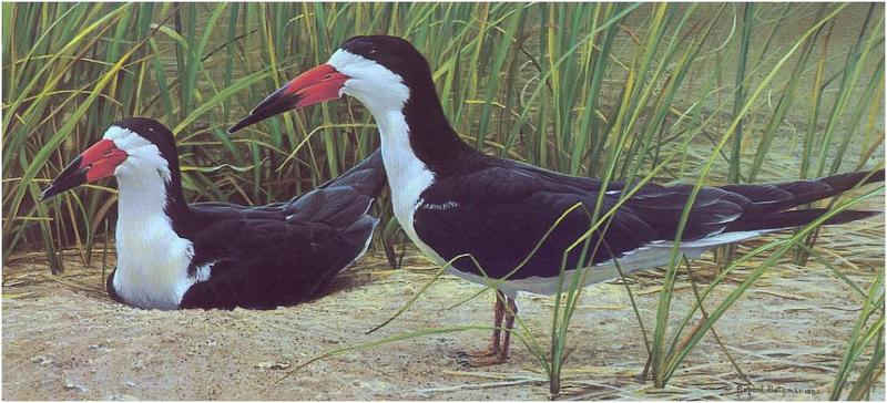 [Animal Art - Robert Bateman] Black Skimmer (Rynchops niger) {!--검은집게제비갈매기-->; DISPLAY FULL IMAGE.