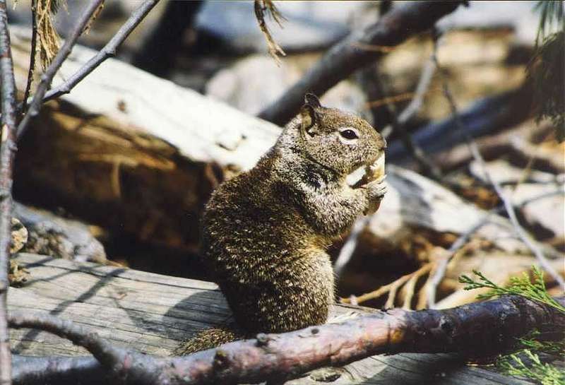 Ground Squirrel (Spermophilus sp.) {!--북아메리카땅다람쥐류-->; DISPLAY FULL IMAGE.