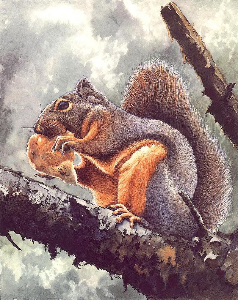 Douglas's Squirrel (Tamiasciurus douglasii) {!--더글라스다람쥐-->; DISPLAY FULL IMAGE.