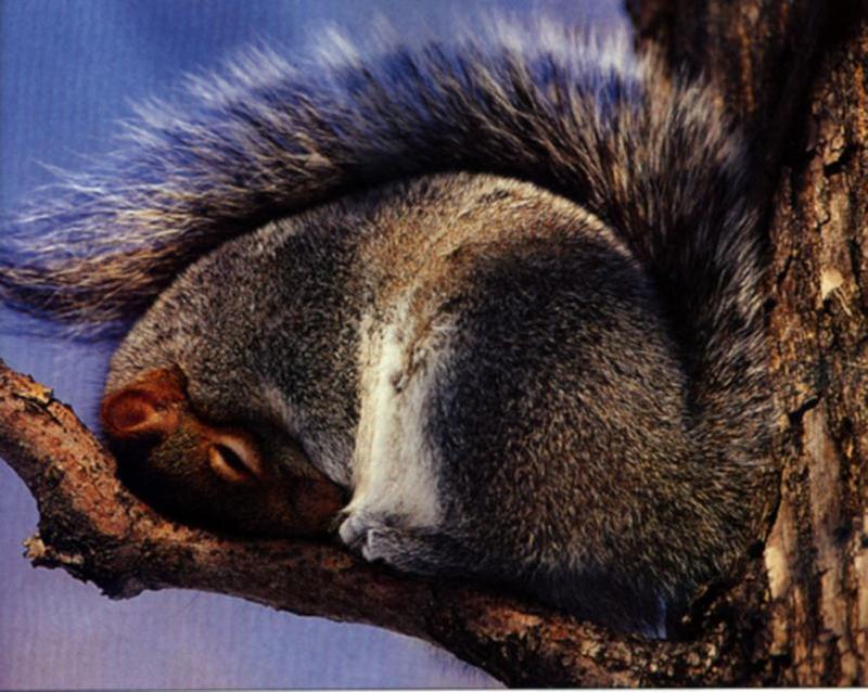 Gray Squirrel (Sciurus sp.) {!--아메리카회색다람쥐-->; DISPLAY FULL IMAGE.