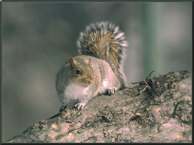 Eastern Gray Squirrel (Sciurus carolinensis) {!--(아메리카)동부회색다람쥐-->; DISPLAY FULL IMAGE.