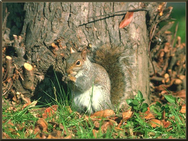 Eastern Gray Squirrel (Sciurus carolinensis) {!--(아메리카)동부회색다람쥐-->; DISPLAY FULL IMAGE.