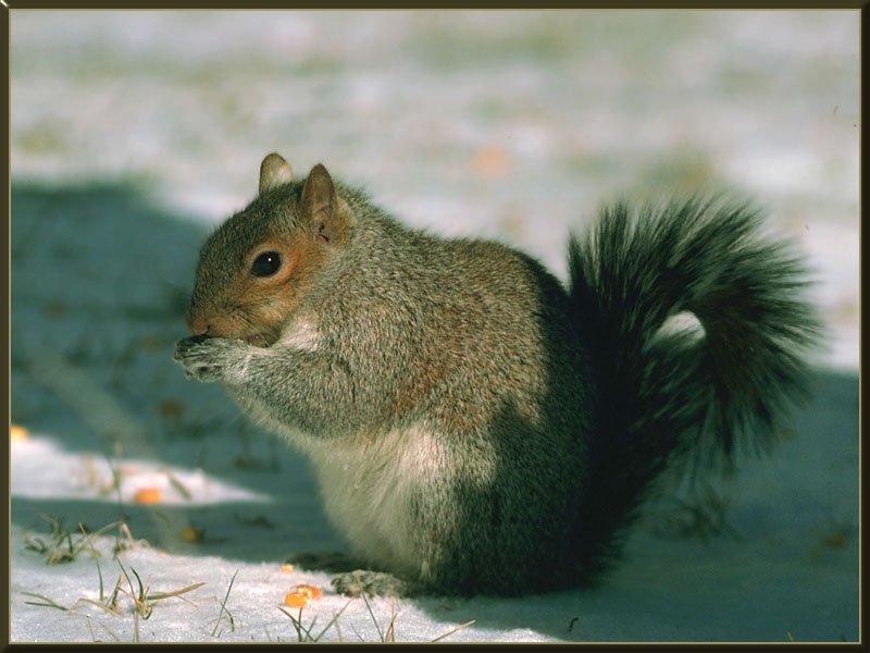 Eastern Gray Squirrel (Sciurus carolinensis) {!--(아메리카)동부회색다람쥐-->; DISPLAY FULL IMAGE.