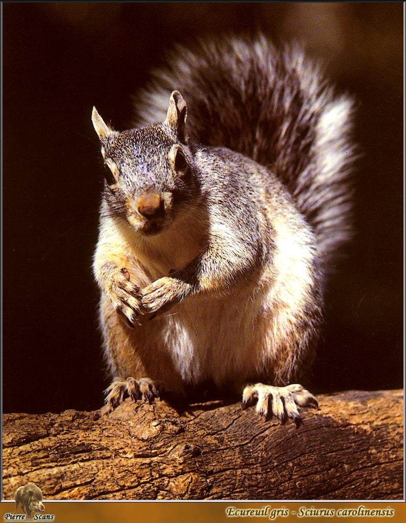 Eastern Gray Squirrel (Sciurus carolinensis) {!--(아메리카)동부회색다람쥐-->; DISPLAY FULL IMAGE.