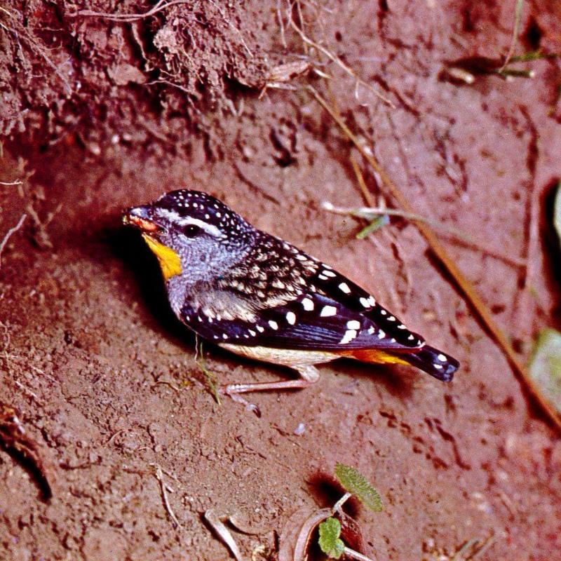 Spotted Pardalote (Pardalotus punctatus) {!--점박이보석새-->; DISPLAY FULL IMAGE.