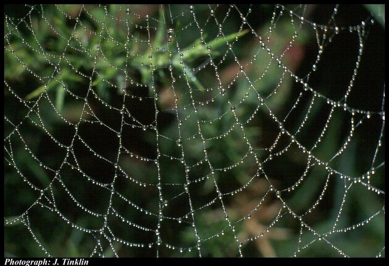 Spider Web {!--거미줄-->; DISPLAY FULL IMAGE.
