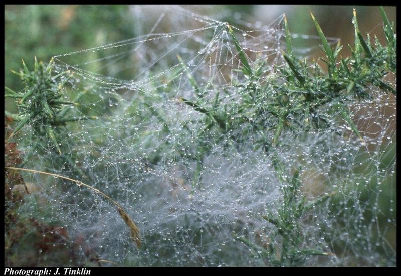 Spider Web {!--거미줄-->; DISPLAY FULL IMAGE.