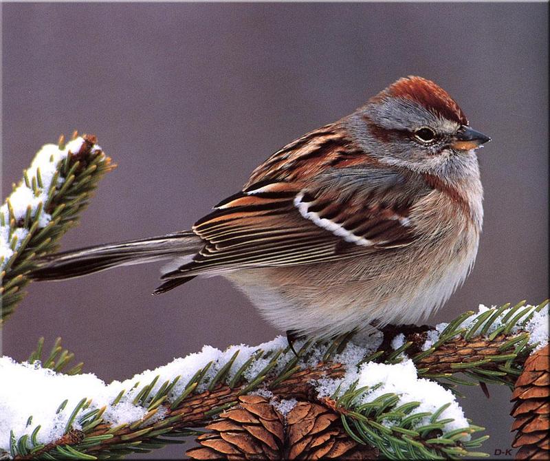 American Tree Sparrow (Spizella arborea) {!--북아메리카멧참새-->; DISPLAY FULL IMAGE.