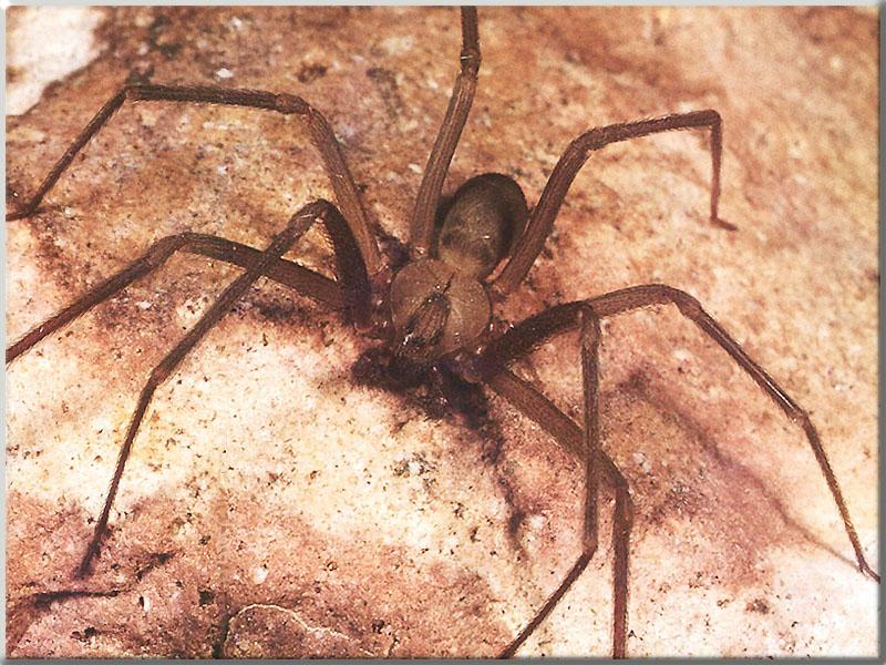 Brown Recluse Spider (Loxosceles reclusa) {!--갈색은둔거미(바이올린거미)-->; DISPLAY FULL IMAGE.