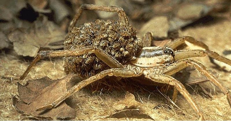 Wolf Spider (Lycosidae) {!--늑대거미과-->; DISPLAY FULL IMAGE.
