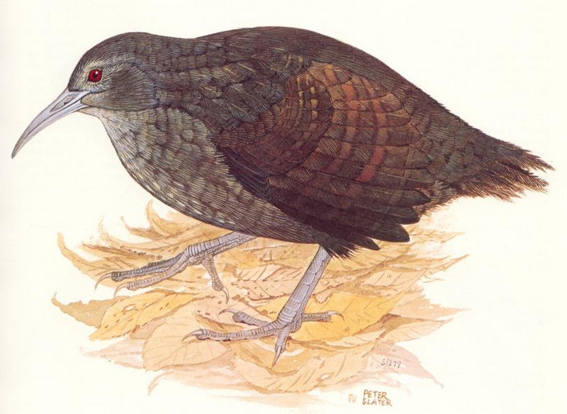 Lord Howe Wood Rail (Tricholimnas sylvestris) {!--로드하우숲뜸부기-->; DISPLAY FULL IMAGE.