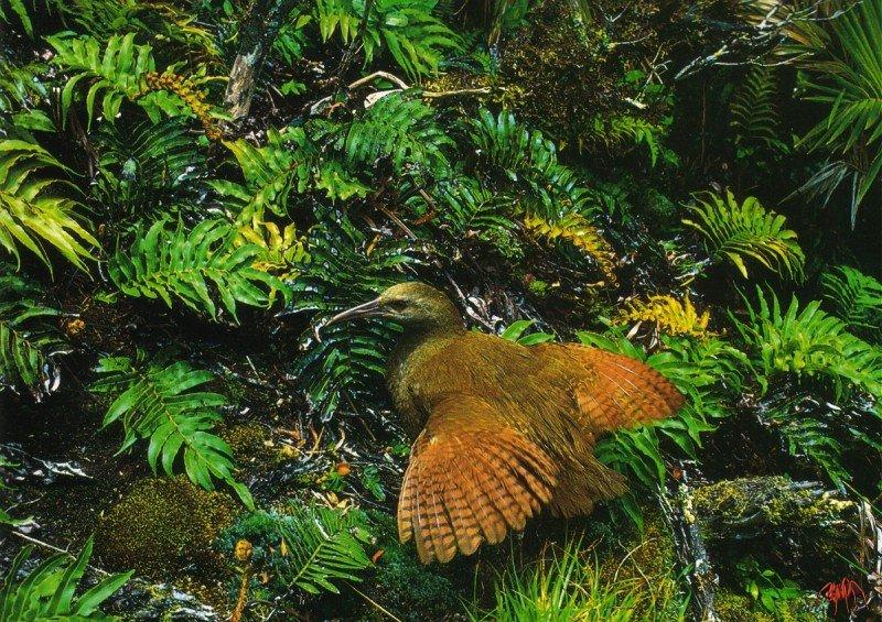 Lord Howe Wood Rail (Tricholimnas sylvestris) {!--로드하우숲뜸부기-->; DISPLAY FULL IMAGE.