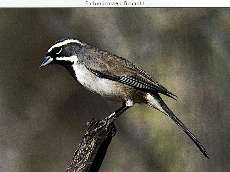 Black-throated Sparrow (Amphispiza bilineata) {!--검은턱멧참새-->; DISPLAY FULL IMAGE.