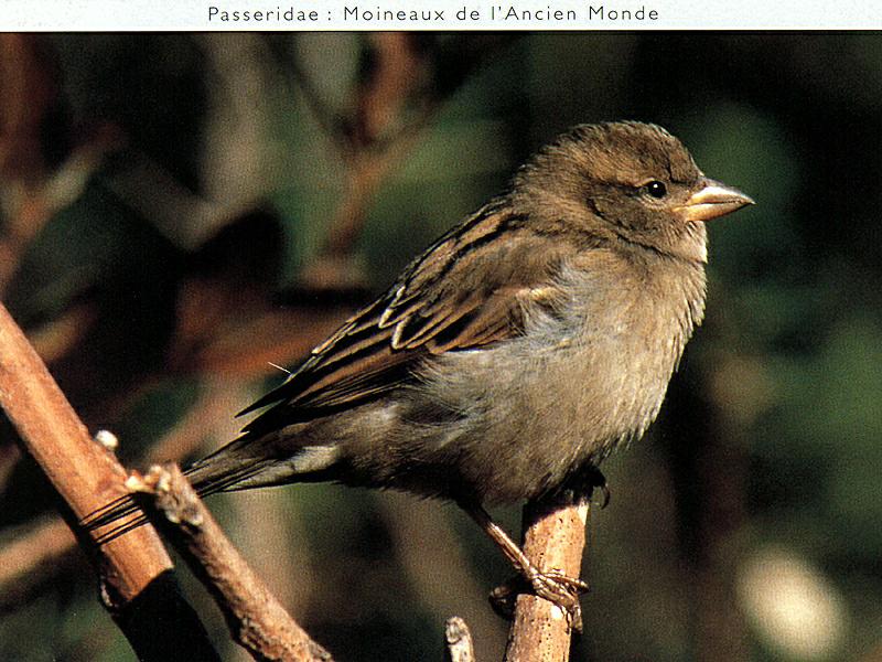 House Sparrow (Passer domesticus) {!--집참새(유럽참새)-->; DISPLAY FULL IMAGE.