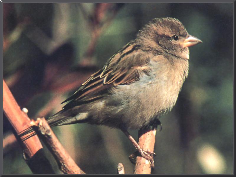 House Sparrow (Passer domesticus) {!--집참새(유럽참새)-->; DISPLAY FULL IMAGE.