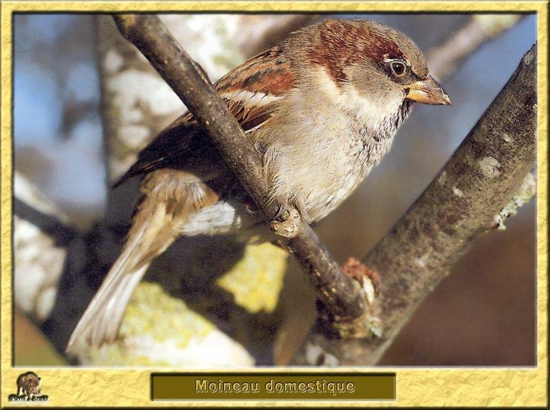 House Sparrow (Passer domesticus) {!--집참새(유럽참새)-->; DISPLAY FULL IMAGE.