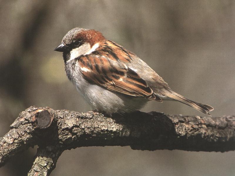 House Sparrow (Passer domesticus) {!--집참새(유럽참새)-->; DISPLAY FULL IMAGE.