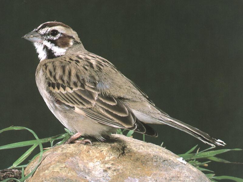 Lark Sparrow (Chondestes grammacus) {!--종다리멧참새-->; DISPLAY FULL IMAGE.