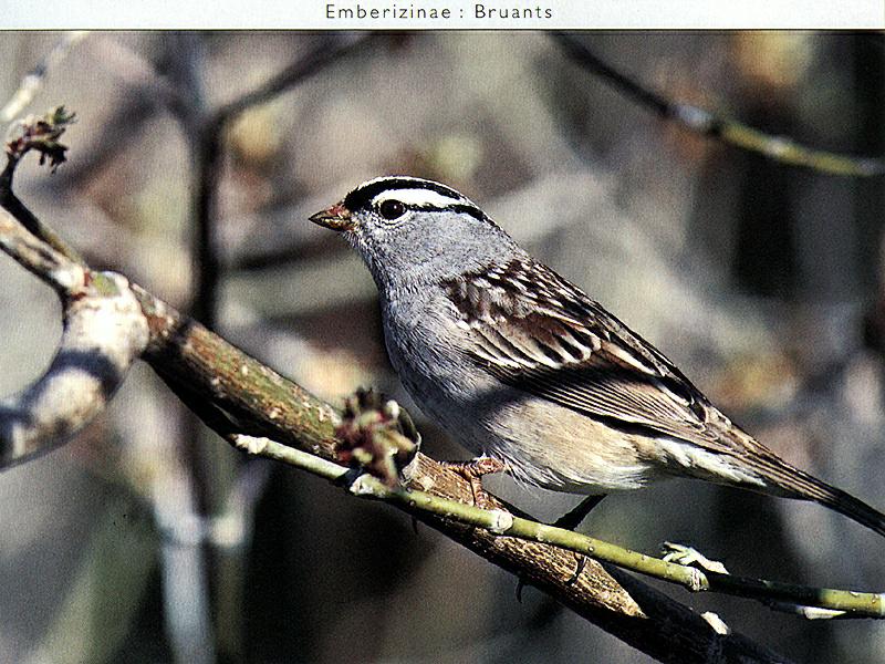 White-crowned Sparrow (Zonotrichia leucophrys) {!--흰관멧참새-->; DISPLAY FULL IMAGE.