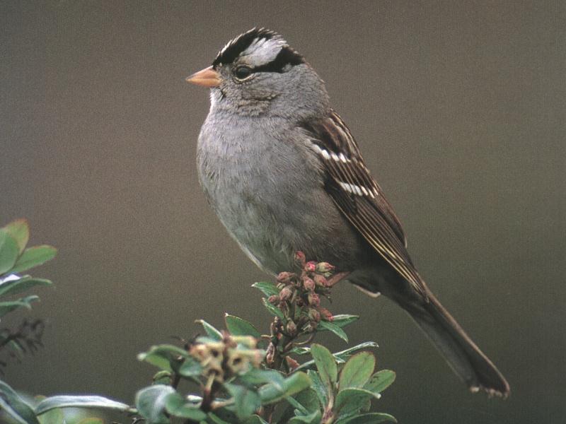 White-crowned Sparrow (Zonotrichia leucophrys) {!--흰관멧참새-->; DISPLAY FULL IMAGE.