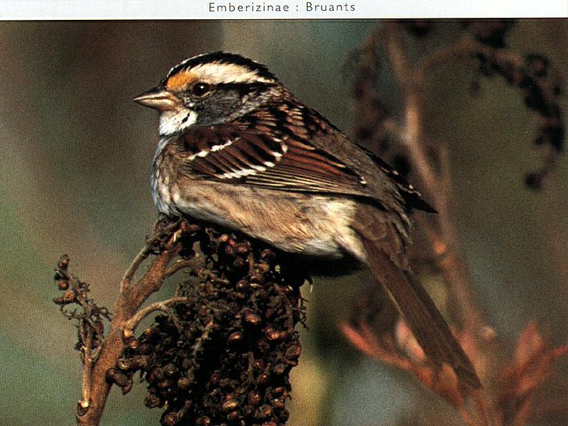 White-throated Sparrow (Zonotrichia leucophrys) {!--흰턱멧참새-->; DISPLAY FULL IMAGE.