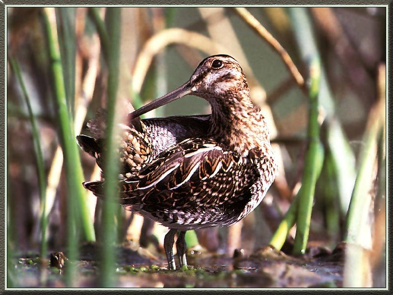 Common Snipe (Gallinago gallinago) {!--꺅도요-->; DISPLAY FULL IMAGE.