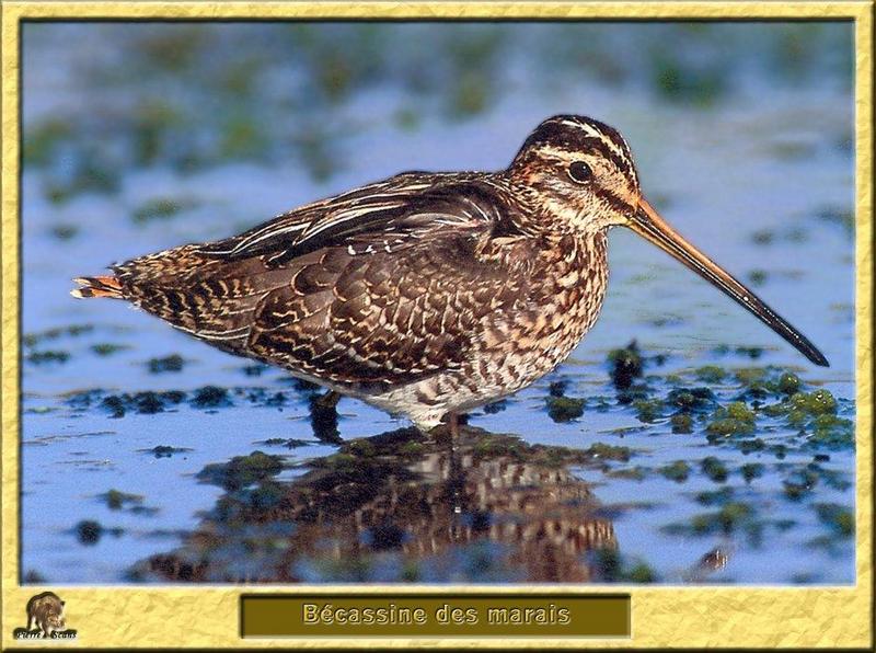 Common Snipe (Gallinago gallinago) {!--꺅도요-->; DISPLAY FULL IMAGE.