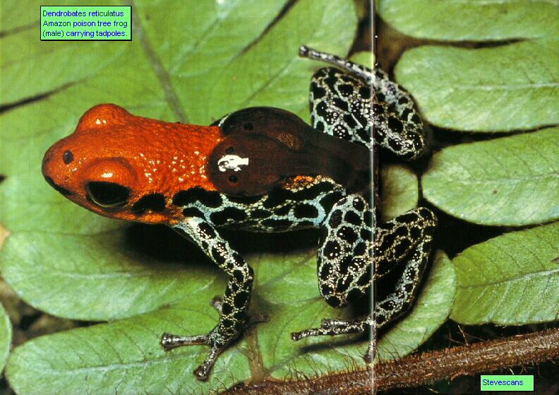 Red-backed Poison Dart Frog (Dendrobates reticulatus) {!--붉은등독개구리-->; DISPLAY FULL IMAGE.