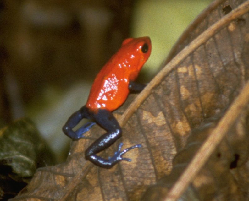 Strawberry Poison Dart Frog (Dendrobates pumilio) {!--딸기독개구리-->; DISPLAY FULL IMAGE.