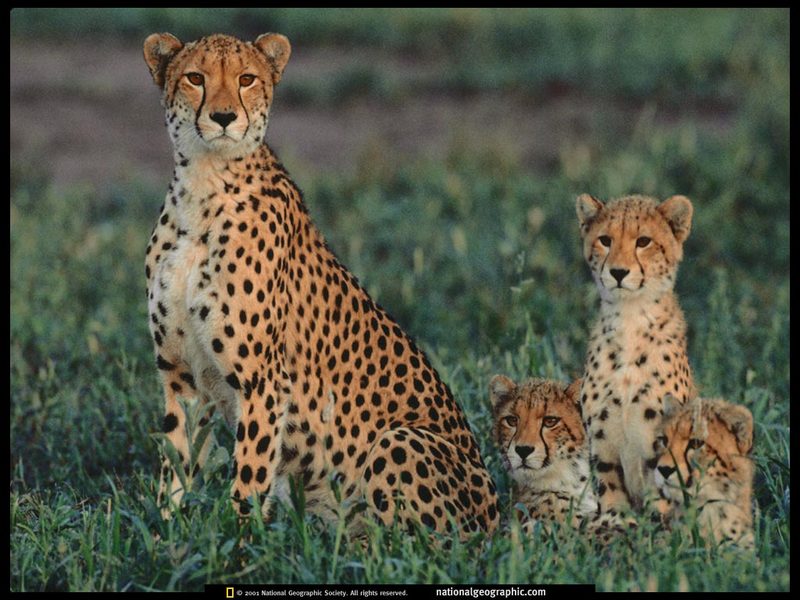 [National Geographic] Cheetah (치타); DISPLAY FULL IMAGE.