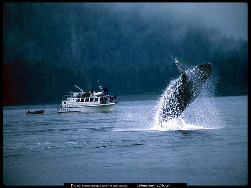 [National Geographic] Humpback Whale (혹등고래); DISPLAY FULL IMAGE.