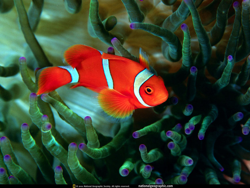 [National Geographic] Maroon Clownfish (붉은말미잘고기); DISPLAY FULL IMAGE.