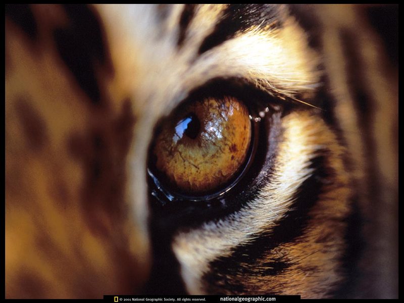 [National Geographic] Eye of Bengal Tiger (벵골호랑이 눈); DISPLAY FULL IMAGE.