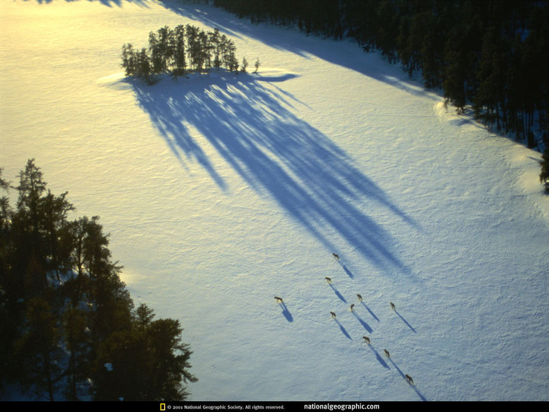 [National Geographic] Grey Wolf pack (미국 늑대무리); DISPLAY FULL IMAGE.