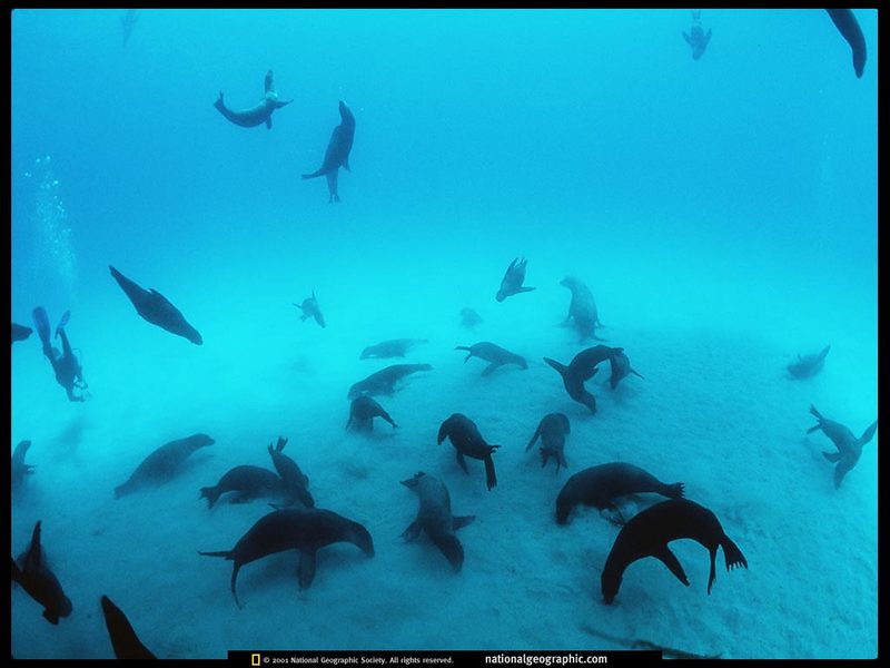 [National Geographic] Galapagos Sea Lion juveniles (갈라파고스바다사자); DISPLAY FULL IMAGE.
