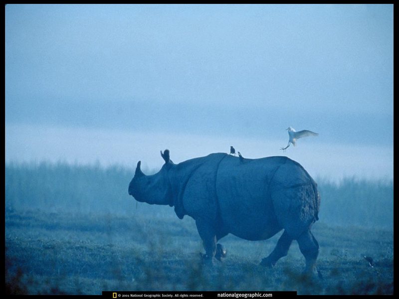 [National Geographic] Indian Rhinoceros (인도코뿔소); DISPLAY FULL IMAGE.